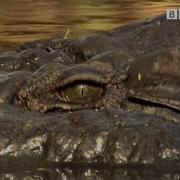 Топ 5 смертоносных моментов с крокодилами BBC Earth