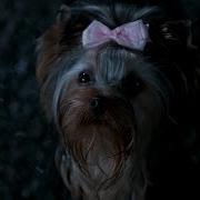 Dean Runs Away From Little Dog HD Yellow Fever
