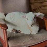 Life Of Florence The Lamb