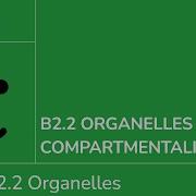 B2 2 Organelles And Compartmentalisation IB Biology SL HL