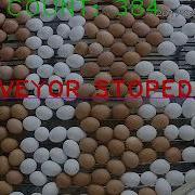 Test Of Egg Detection With Opencv