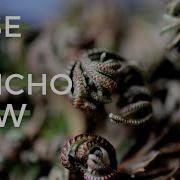 ROSE OF JERICHO HOW TO USE CARE Add To NEW YEAR 2020 MONEY RITUALS PART 1 THE HOOD BOTANICA