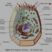 Cell Structure And Function Part 4