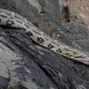 Largest Snake In India Indian Rock Python
