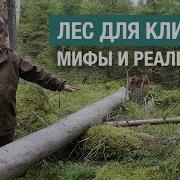 Правда ли что старый лес перестает выделять кислород и поглощать углекислый газ