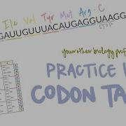 Unlock The Code Practice Using A Codon Table