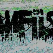 MANFIISH DEADWATER OFFICIAL MUSIC VIDEO 2026 SW EXCLUSIVE