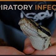 The BEST WAY To Manage A Ball Python S RESPIRATORY INFECTION