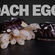 Timelapses Of Cockroach Egg Cases Hatching