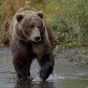 Kodiak Salmon Fishing Saltery Adventures