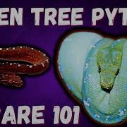 Green Tree Python Care Guide 2022