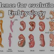 Evidence For Evolution Embryology