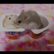 Hamster Slap But Edited Earrape Warning