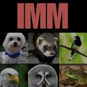 IMM Inductive Moment Matching By Luma Labs And Stanford