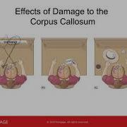 PSY 102 Chapter 13 Cognitive Functioning