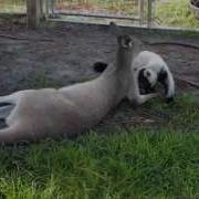 CUTE INTERSPECIES INTERACTION