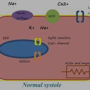 Mechanism Of Action Of Digitalis Digoxin