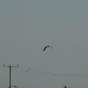 Bittern Flying Away In Distance
