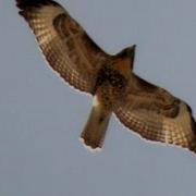 Red Tail Hawk Screeching In Flight High Above Me