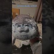 Seal Plush Review