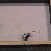 Drawbot Matthew