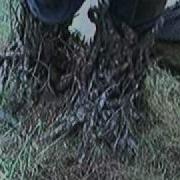 Xander S Tree Mendous Transformation Part 3
