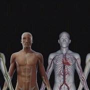 Human Body 101 National Geographic