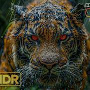 JUST WOW OLED Test Demo Dolby Vision HDR At 240fps 8K 4K TV