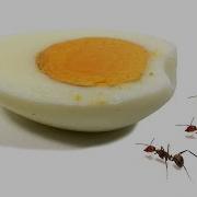Ants Vs Egg Time Lapse