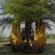 Tree Transplanting Process