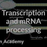 Transcription And MRNA Processing Biomolecules MCAT Khan Academy