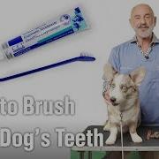 Как чистить зубы собаке уголок ветеринара AKC