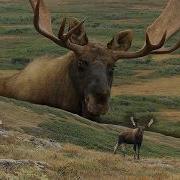 How To Call A Big Bull Moose In To 10 Yards Canada In The Rough Uncut