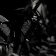 INSECT ARK The Vanishing Official Album Teaser