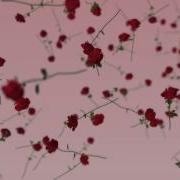 Roses Falling