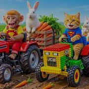 Monkey Farmer Drives Tractor To Harvest Carrots With Tiny JCB Cat Rescues Baby Rabbits In Danger