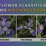 Iris Flower Classification Part 3 Data Science Machine Learning Python 2023