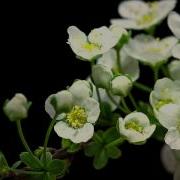 Macro Timelapse