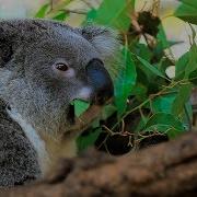 Koalas 101 National Geographic En Español