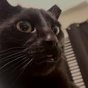 Meep Meep Blep