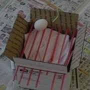 Egg Drop Activity Homemade Science With Bruce Yeany