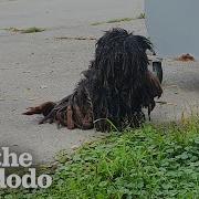 The Most Dramatic Rescue Dog Transformations The Dodo