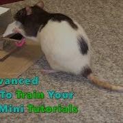 10 Advanced Tricks To Train Your Rats Mini Tutorials