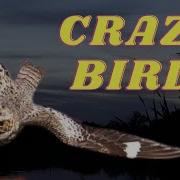 Every Birder Needs To See This Nighthawks