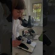 Seeing Where Photosynthesis Occurs Within A Leaf Scienceforkids Science Microscope Bioboxlabs
