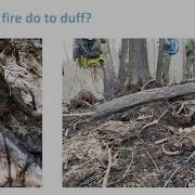 The Forest Floor Leaf Litter As Fuel Food And Fulcrum For A Tipping Point In Eastern Forests