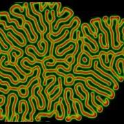 Reaction Diffusion Simulation