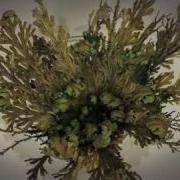 Jericho Rose Of Resurrection Timelapse