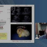 Glen Evenbly Using Tensor Networks To Design Improved Wavelets For Image Compression