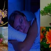 9 РАСТЕНИЙ КОТОРЫЕ ВЫДЕЛЯЮТ КИСЛОРОД ДАЖЕ ПО НОЧАМ